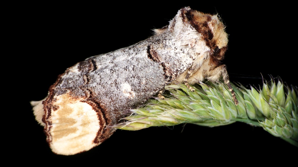 Buff-tip