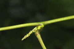 Canavalia cathartica