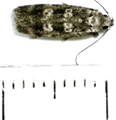 Anisoplaca cosmia