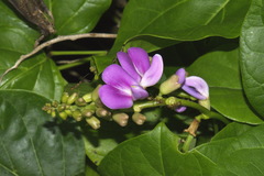 Canavalia cathartica