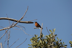 Phoenicurus moussieri