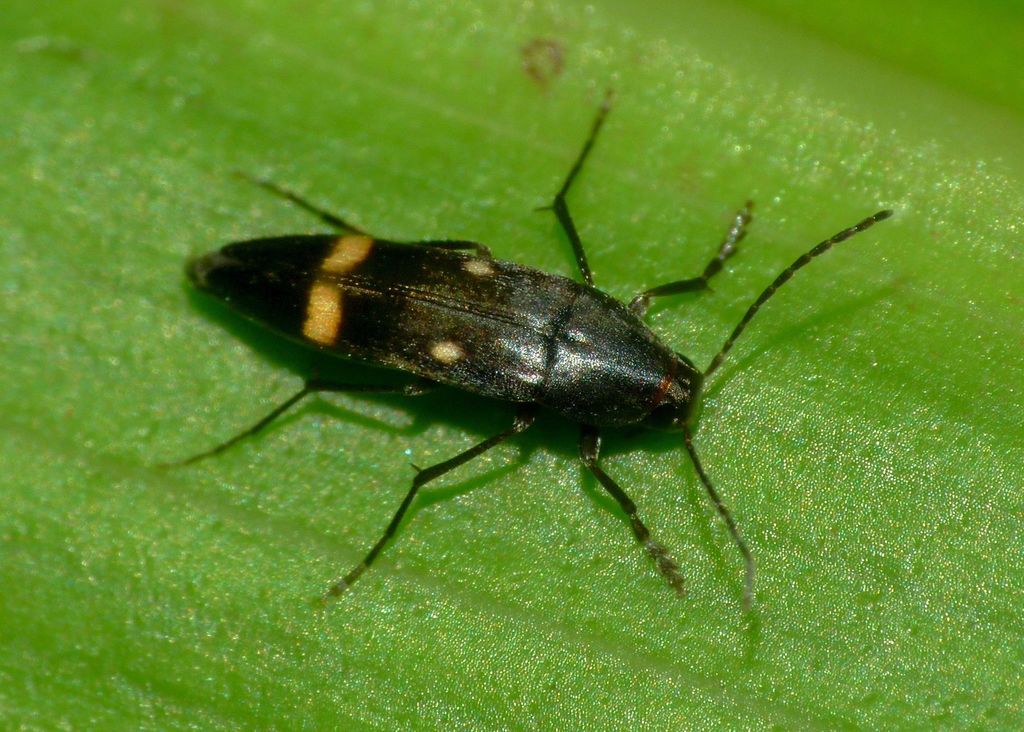Ctenoplectron fasciatum