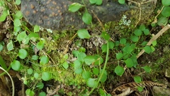 Stellaria parviflora