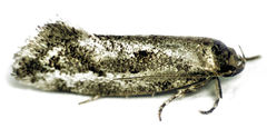 Tingena hemimochla