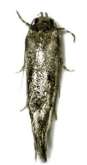 Tingena hemimochla
