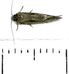 Tingena hemimochla