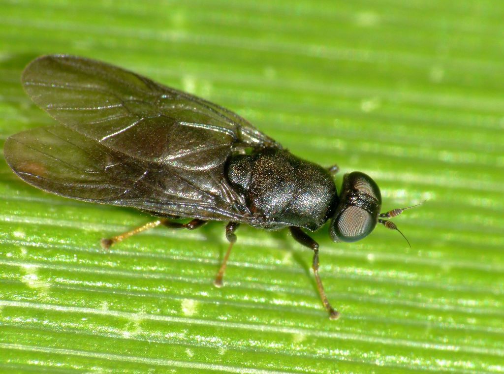 Dysbiota parvula