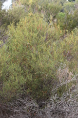 Acacia rupicola