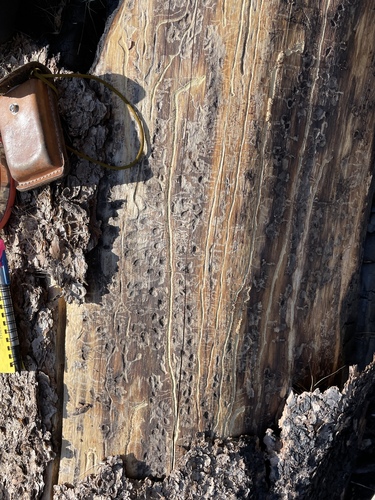Mountain Pine Beetle photo 4