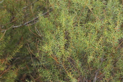 Acacia rupicola