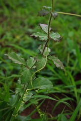 Cyphostemma subciliatum image