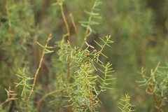 Acacia rupicola