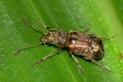 Cacephatus