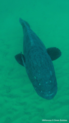 Epinephelus tukula