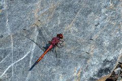 Trithemis lilacina