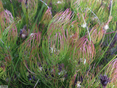 Serruria inconspicua