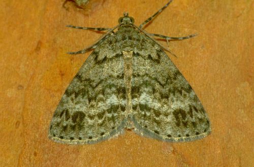 Pseudocoremia indistincta photo 5