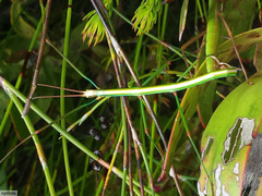 Macynia labiata