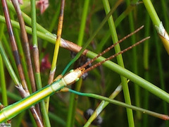 Macynia labiata