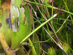 Macynia labiata