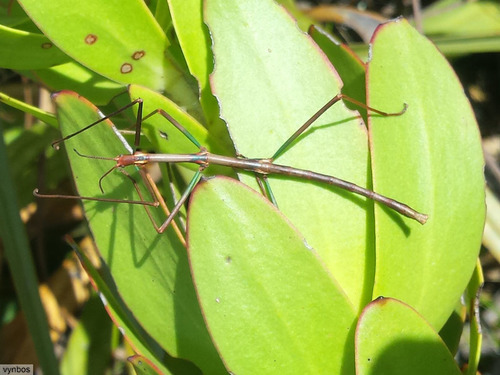 Cape Stick Insect