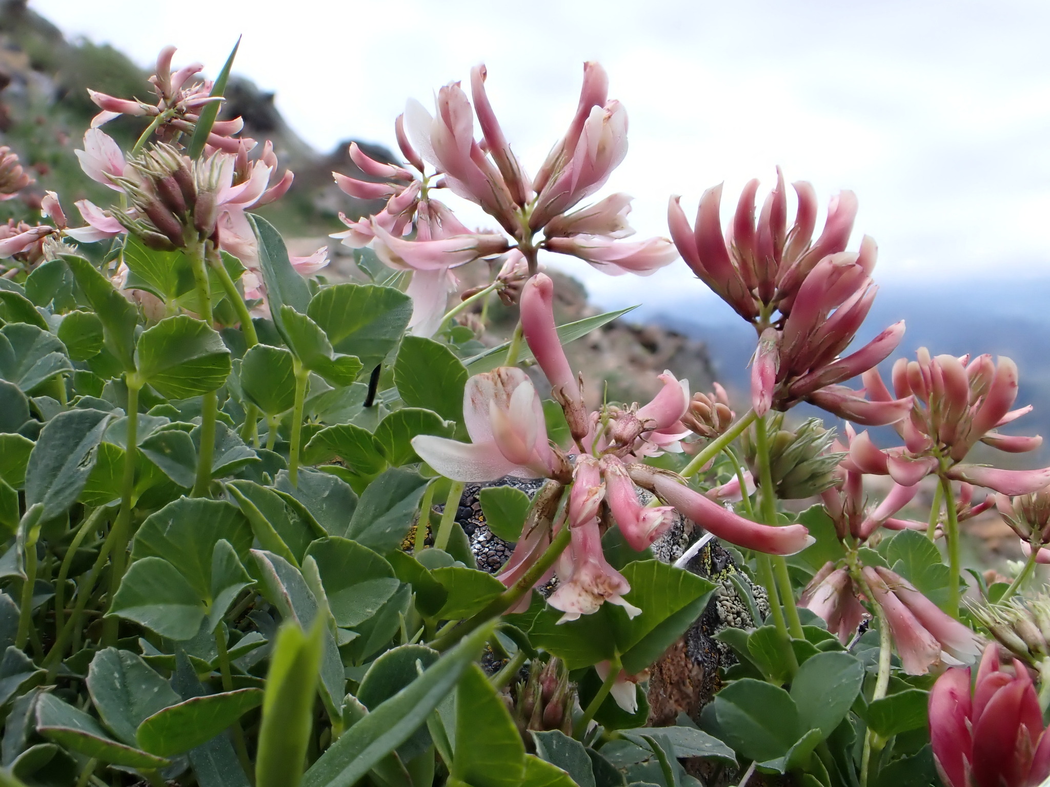 Trifolium haydenii