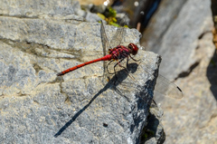 Trithemis lilacina