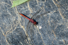 Trithemis lilacina
