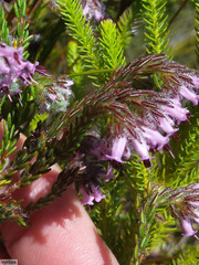 Erica barbigeroides
