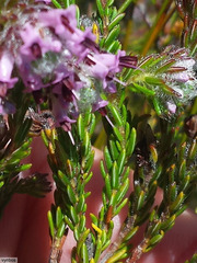Erica barbigeroides