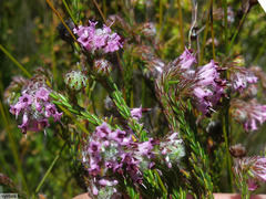 Erica barbigeroides