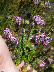Erica barbigeroides