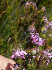 Erica barbigeroides