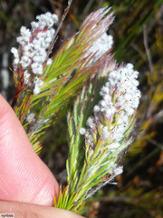 Spatalla mollis