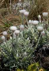 Helichrysum argentissimum