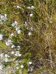 Spatalla mollis