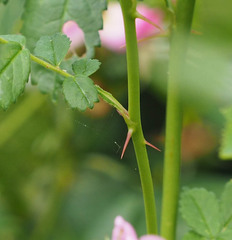Carolina Rose (Rosa carolina)