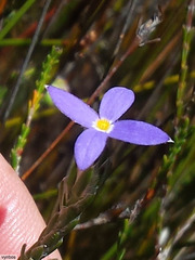 Gnidia penicillata