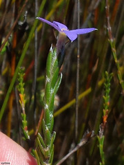 Gnidia penicillata