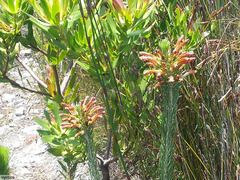 Erica thomae thomae