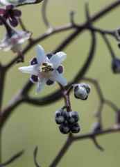 Afrotysonia glochidiata