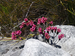 Sonderothamnus petraeus