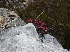 Sonderothamnus petraeus