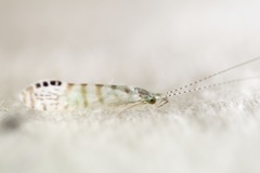 Nectopsyche exquisita