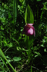 Cypripedium macranthos