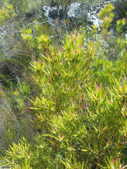Leucadendron microcephalum