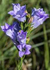 Wahlenbergia fasciculata