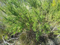 Cliffortia atrata