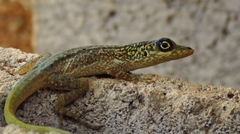 Anolis roquet