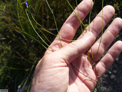 Siphocodon spartioides